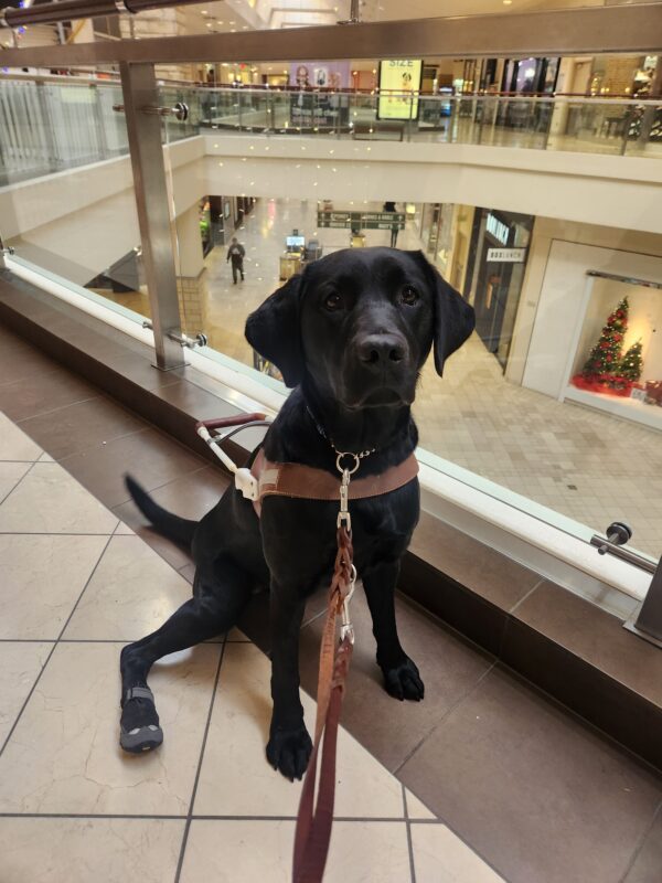 Lacey is pictured sitting, in harness and back boots, in a Portland Mall. She is sitting up against a glass barrier on an upper-level and looking directly into the camera. Pictured in the background are various holiday decorations and string lights hanging down from the ceiling.