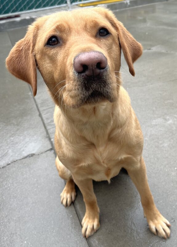 Yellow Lab Sundance is sitting down expectantly waiting for training to begin.