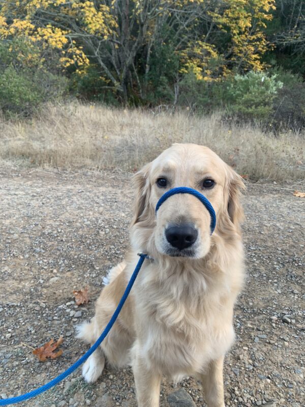<p>Ivy enjoys a walk on a gravel trail. Behind her is tall dry grass and a thicket of green and yellow trees and bushes.</p>