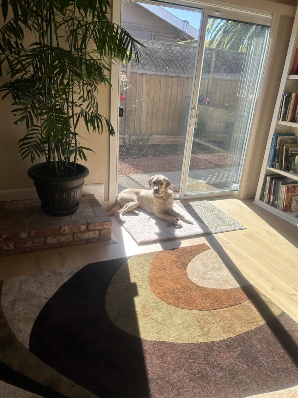 <p>Matt relaxes on a rug, laying in a beam of sunlight in front of a sliding glass door.</p>