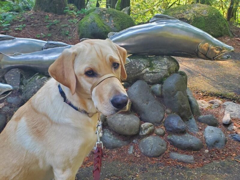 <p>Pax sits in front of a metal sculpture of large fish jumping over rocks out on a wooded trail.</p>