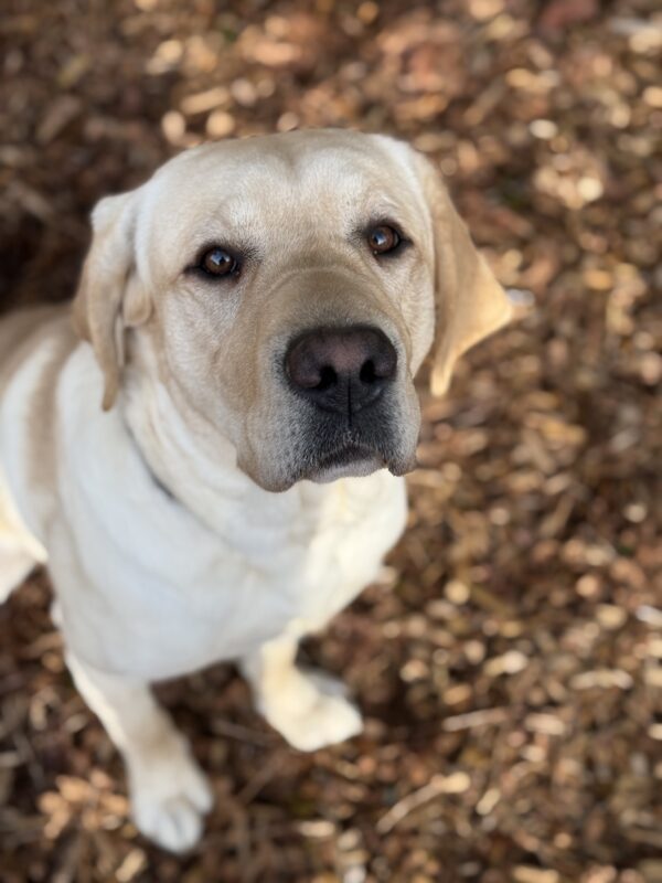 Ledger sits politely among pine chips, looking up at the camera.