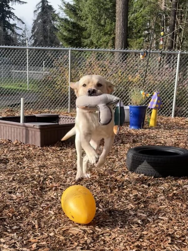Ledger runs gleefully in the play yard, surrounded by toys, a sandbox, and a tire, with his favorite duck toy in his mouth.