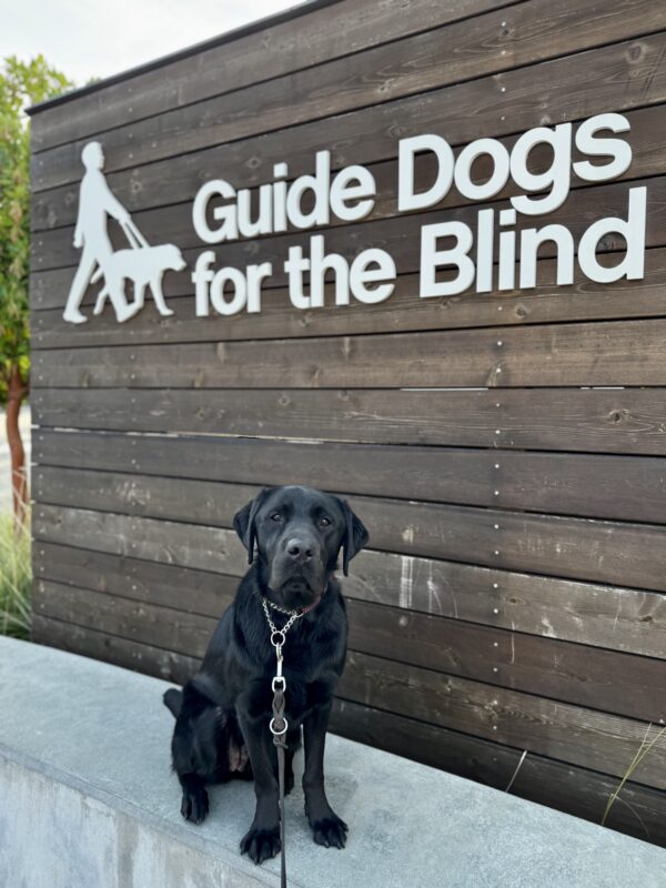 Osha, a female black lab, is sitting on a concrete wall. Behind her is a large wooden sign with GDB's logo. A green tree is also visible in the background.