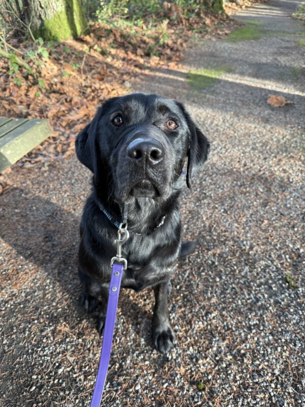 Arav sits along a gravel trail, looking eagerly up at the camera. He is wearing his head collar connected to a purple lead.