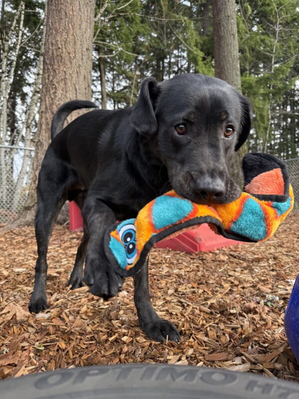 Arav is pictured playing with his blue and orange snake stuffy in the play yard. With his left front paw lifted and his ear flailing, he appears as though he is dancing with joy.