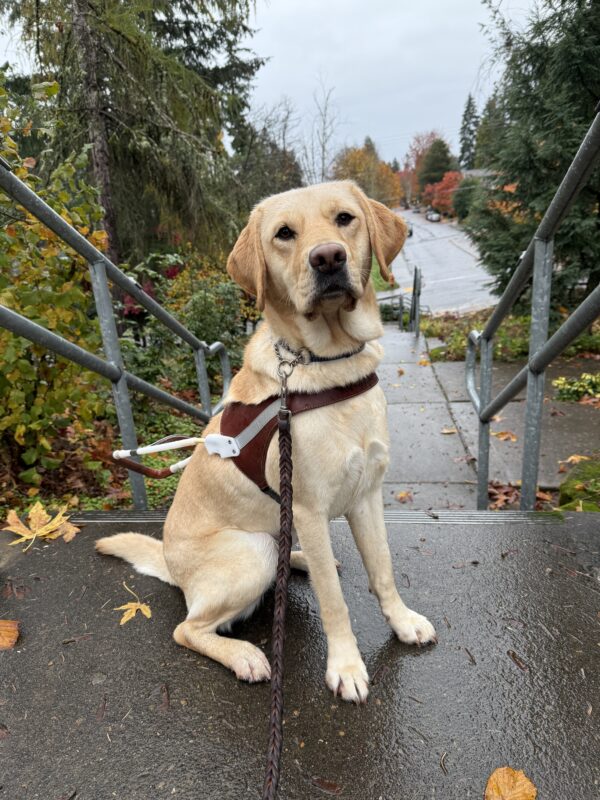 Miranda sits in harness at the top of a set of stairs. The sidewalk is wet and the sky is grey, but a little bit of rain doesn't bother Miranda!