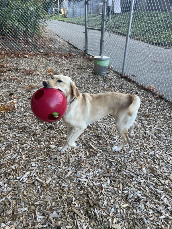 Miranda looks delighted while running with a red Jolly Ball in her mouth. She is in a fenced in play area with bark chips covering the ground.