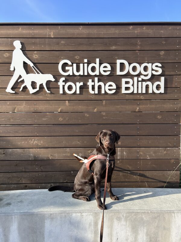 Oatly is sitting on a low concrete bench in front of a wooden wall with the GDB logo on it. She is wearing a guide dog harness and looking at the camera.