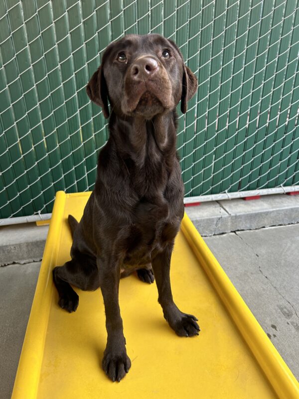 Oatly is sitting on a yellow play structure in the community run yard. She is looking up at the camera.