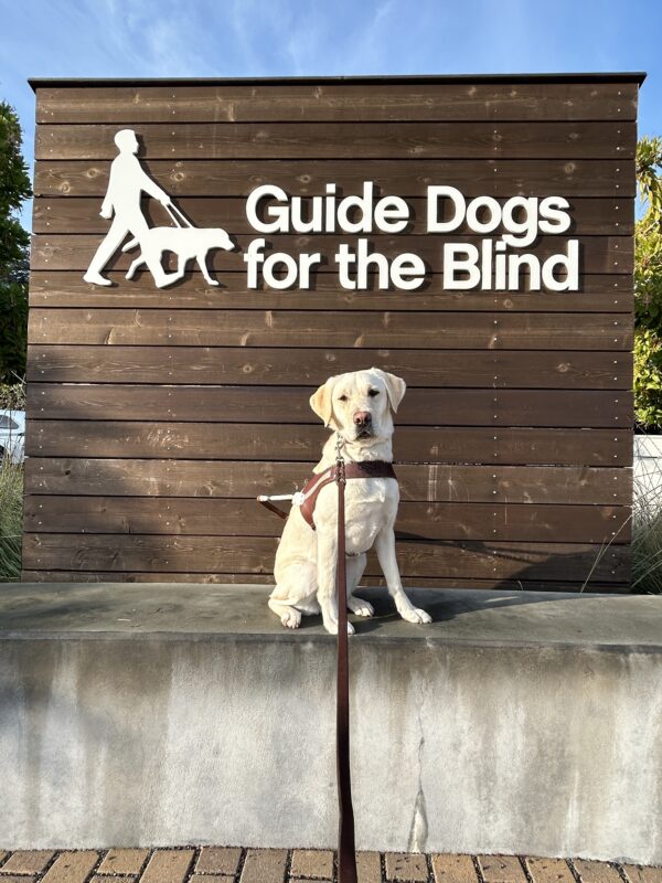 Soju is sitting on a low concrete bench in front of a wooden wall with the GDB logo on it. She is wearing a guide dog harness and looking at the camera.