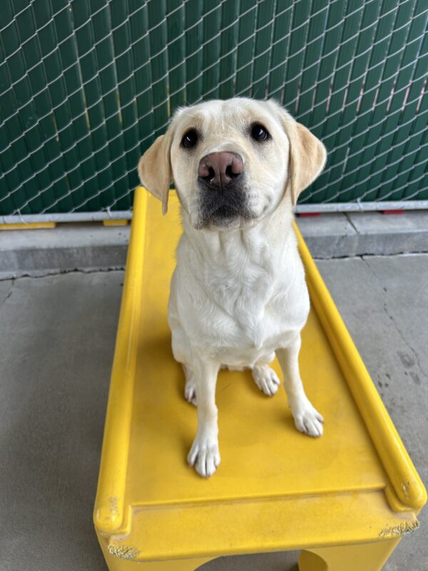 Soju is sitting on a yellow play structure in the community run yard. She is looking up at the camera.