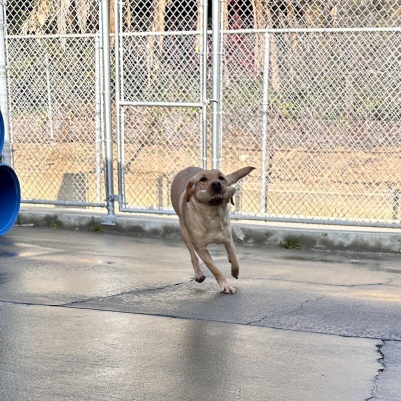 Fisher running on cement towards the camera with a bone in his mouth.