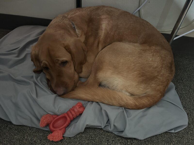 <p>Buchanan rests curled up in a tight ball on a dog bed covered in a blue sheet. In front of him is an orange lobster-shaped chew toy.</p>