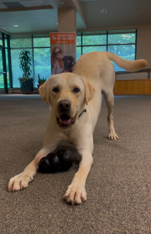 Yellow Labrador Retriever Wilshire is off-leash in a room and posed in a play bow position with a black Kong between his front paws. He has a goofy smile and looks directly at the camera.