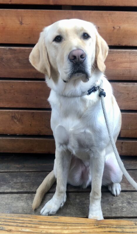 Yellow male Labrador Retriever Donovan sits in front of a wooden porch wall looking at the camera with soulful eyes.