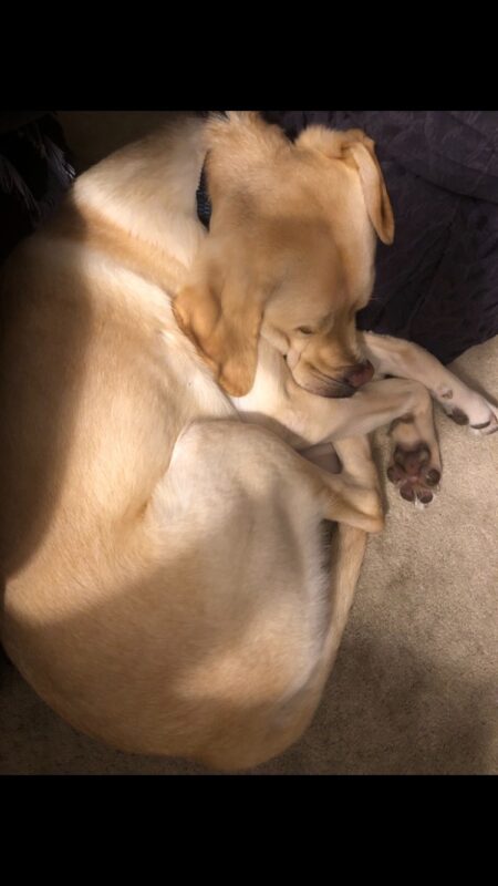 Yellow Labrador Retriever Donovan is all curled up and fast asleep on tan carpet.