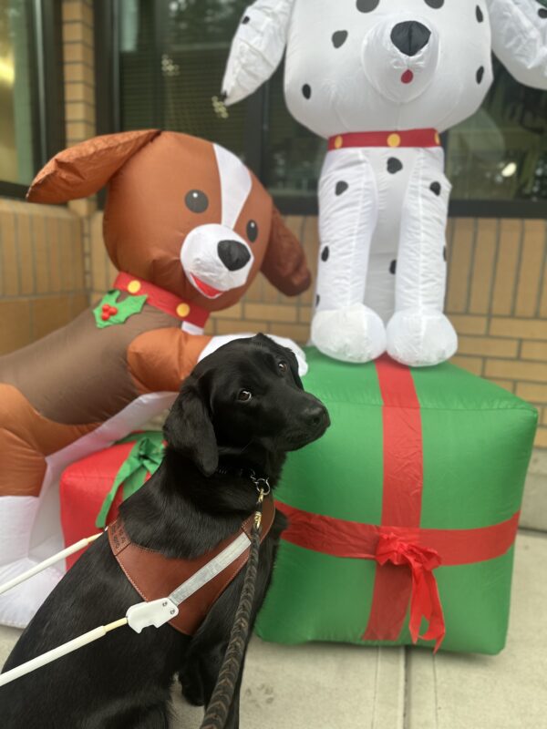 Female black Labrador Retriever Emmylou sits in her brown guide dog harness next to a blow-up dog and present Christmas decoration.