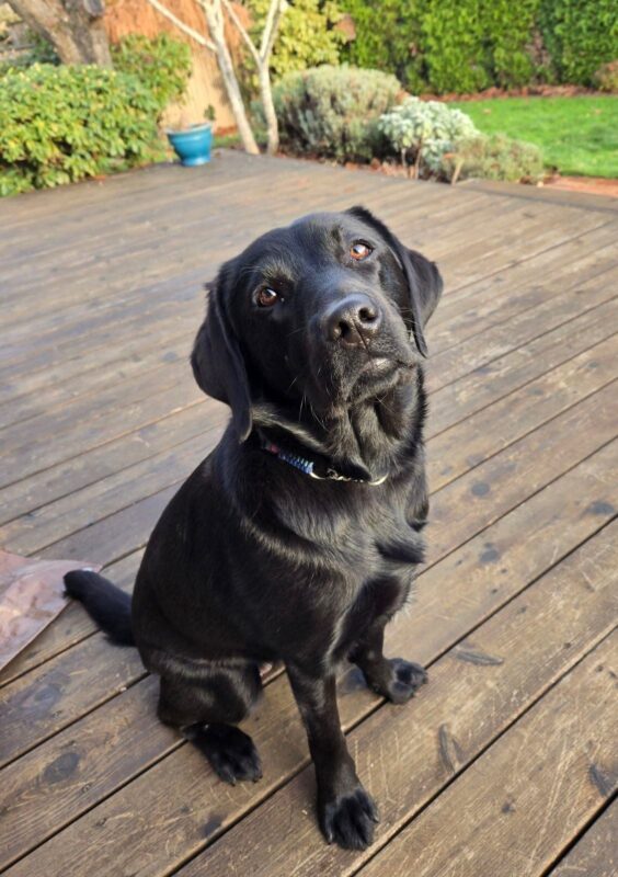 Female black Labrador Retriever Emmylou sits on a wooden deck in an enclosed, lush and green backyard while soulfully looking into the camera.