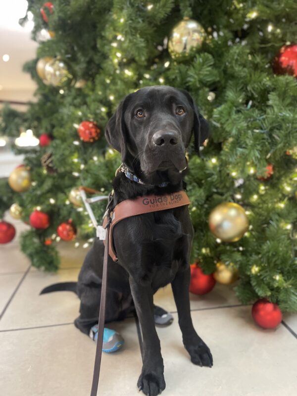 Bruin, a male black Labrador, sits in harness in front of a large Christmas tree with white lights and red and gold Christmas Ornaments.