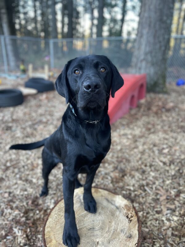 Bruin, a male black Labrador, stands his front paws on a tree stump in the sensory garden. Behind him is a red plastic play structure.