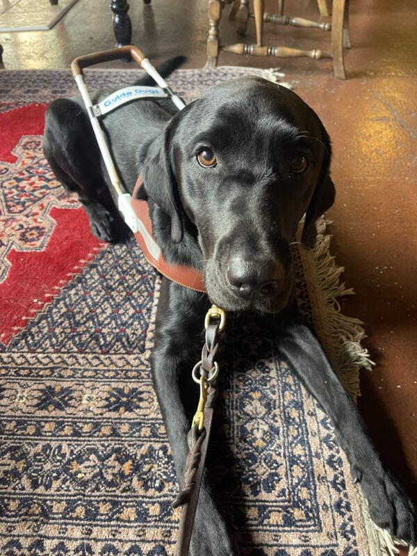 Zabo, a male black Labrador, lays on a rug in a coffee shop. He is wearing his harness and is looking up at his instructor.