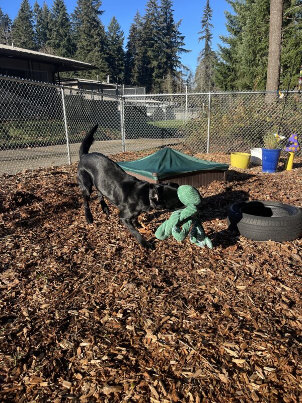 Zabo, a male black Labrador, runs around in the bark chip sensory garden with a green Octopus stuffy in his mouth.