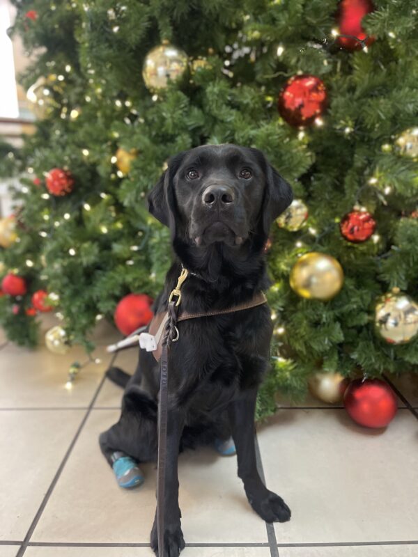 Fairlane, a black Labrador/Golden retriever cross, sits in harness and two back teal booties in front of a large Christmas tree. It is decorated with white lights and red and gold ornaments.
