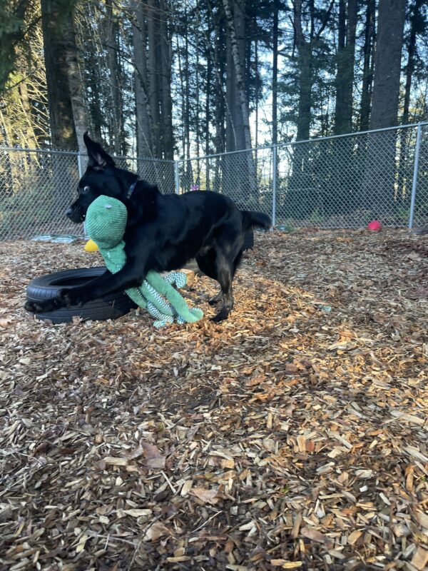 Fairlane, a male black Labrador/Golden retriever cross, has all four paws off the ground in the bark chip sensory garden. His ears are flying upwards and he has a green Octopus stuffy in his mouth. His head is tilted, giving the camera and “side eye” silly look!