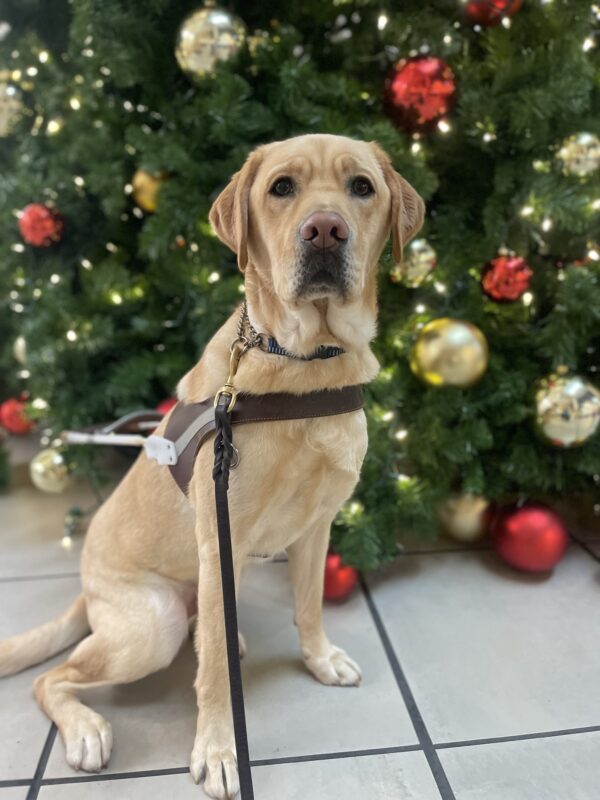 Templeton, a male yellow Labrador, sits in harness in front of a large Christmas tree. It is decorated with white lights and red and gold ornaments.