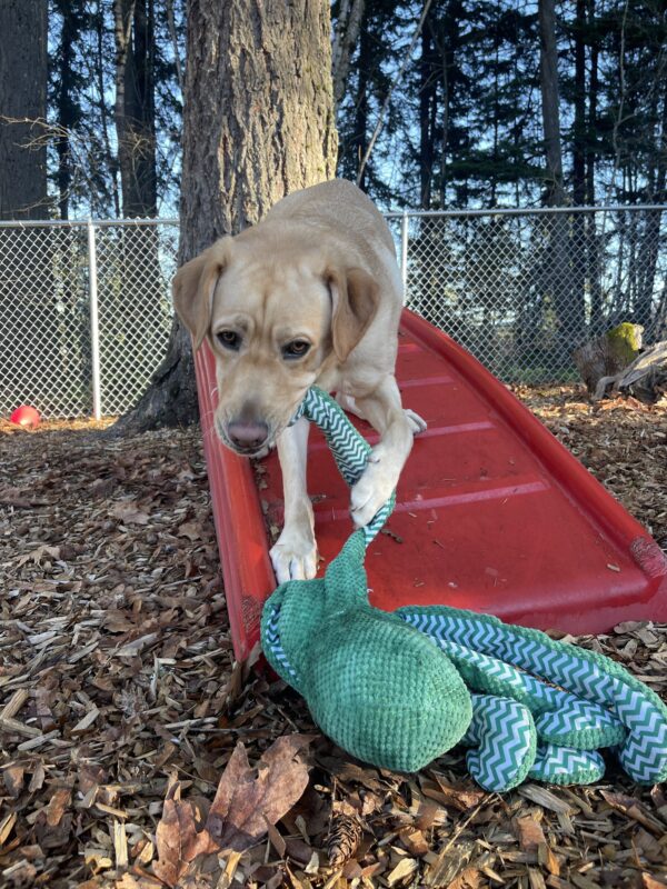 Templeton, a male yellow Labrador, stands on a red plastic play structure in the bark chip sensory garden. He has a green Octopus stuffy in his mouth he is actively playing with.