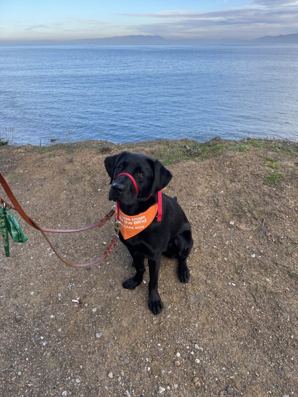 Rinda sits on a dirt trail with the ocean behind her. She is wearing a red Gentle Leader and an orange GDB foster care bandana.