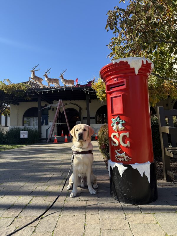 Amalfi sits in harness next to a Christmas display. It is a large red pole that says SC (Santa Claus) express. There are reindeer visible on the roof behind him.