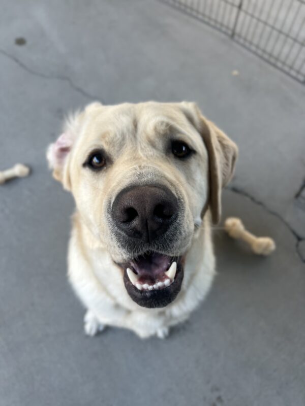 Amalfi sits and looks at the camera while playing in community run. It is a close up of his face and he looks like he is smiling. His ear is flipped back as well. So cute!