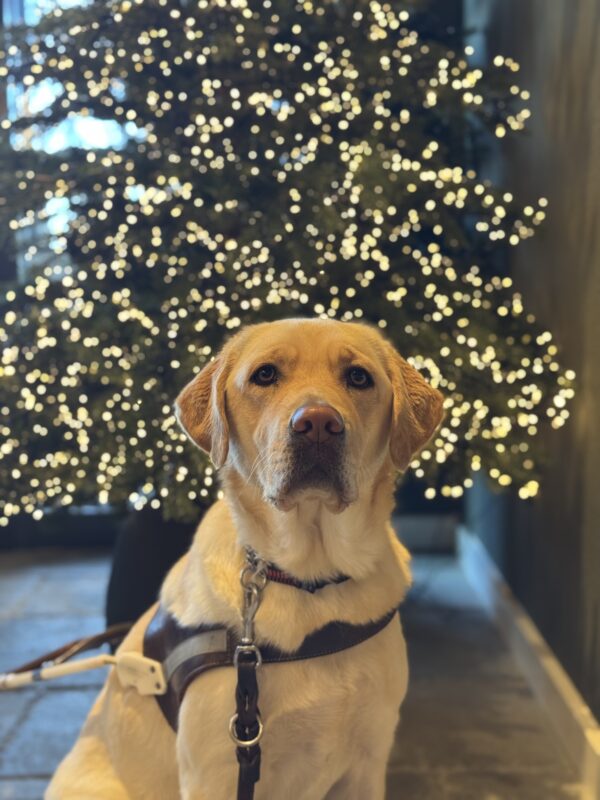Tangerine is wearing her harness while sitting in front of a tall, green Christmas tree. The tree is decorated with lots of little white lights.