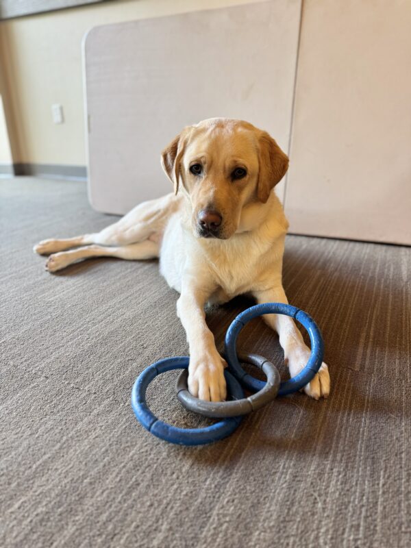 Tangerine looks relaxed in a down position on a rug. Her right paw is on top of a blue and gray, 3-ring rubber tug toy.