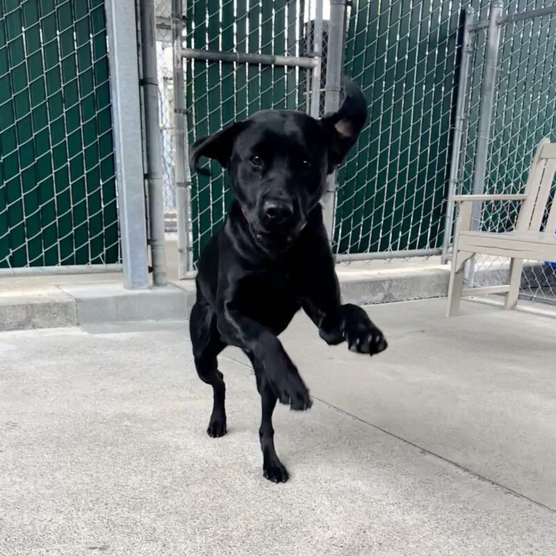 Maizie leaping towards the camera with ears flapping and her front paws off the ground.