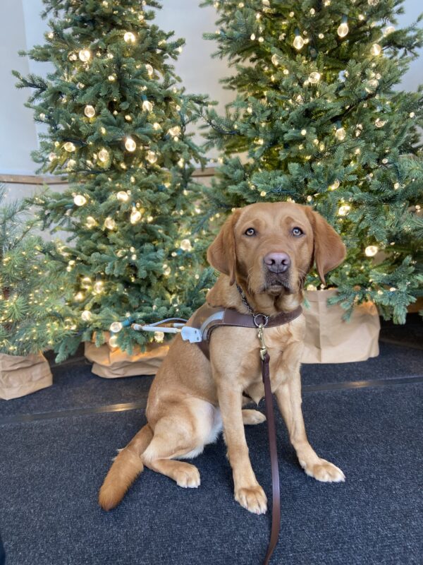 Briar, a deep red-colored yellow Labrador Retriever, proudly wears her GDB guide dog harness in front a brightly lit Christmas tree while happily looking to the camera.