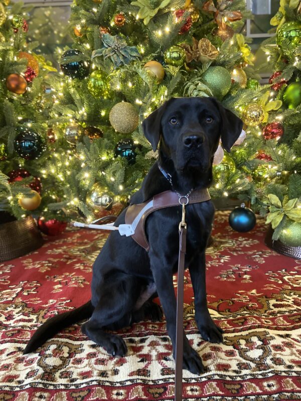 Black Labrador Retriever Jimbo sits proudly in his GDB guide dog harness in front of Christmas tree with lights.