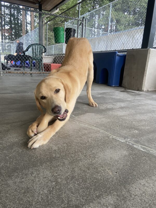 Yellow Labrador Retriever Heath chews on a bone while in
