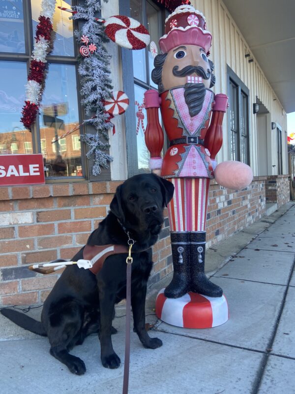 Black Labrador Retriever Mitch proudly sits in his GDB guide dog harness in front of a tall Nutcracker Christmas decoration.