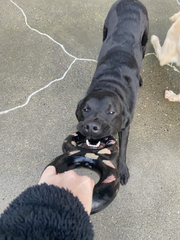 Black Labrador Retriever Mitch tugs with his instructor on a black and red rubber toy.
