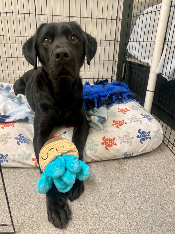 Tofino, an adorable black lab is laying on a cozy bed in a xpen on the Oregon campus, he is staring intently at the camera with succulent shaped stuffy toy lying between his two front paws.