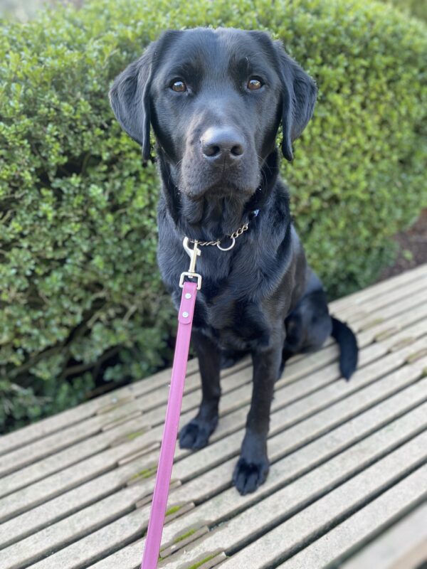 Tofino, an adorable black lab is sitting on a bench with bright green shrubbery behind him. He is gazing at the camera with his dark brown eyes hoping for a snack.
