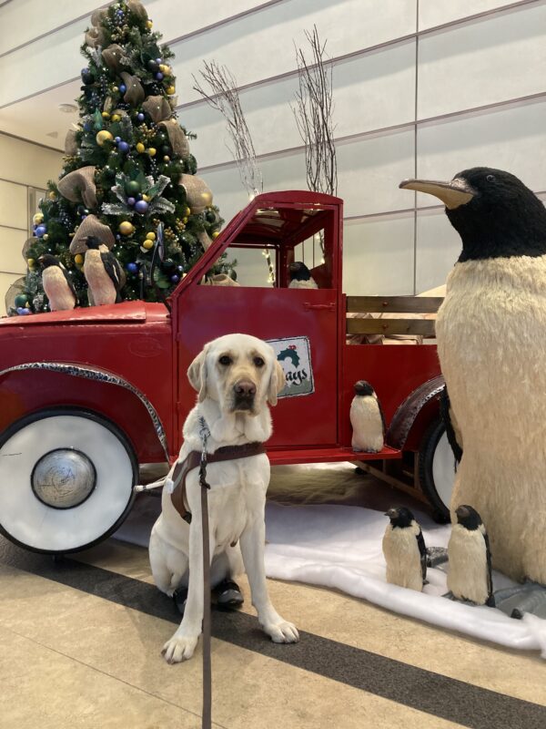Rollo sits in harness in front of holiday decor (red truck, penguins, christmas tree).