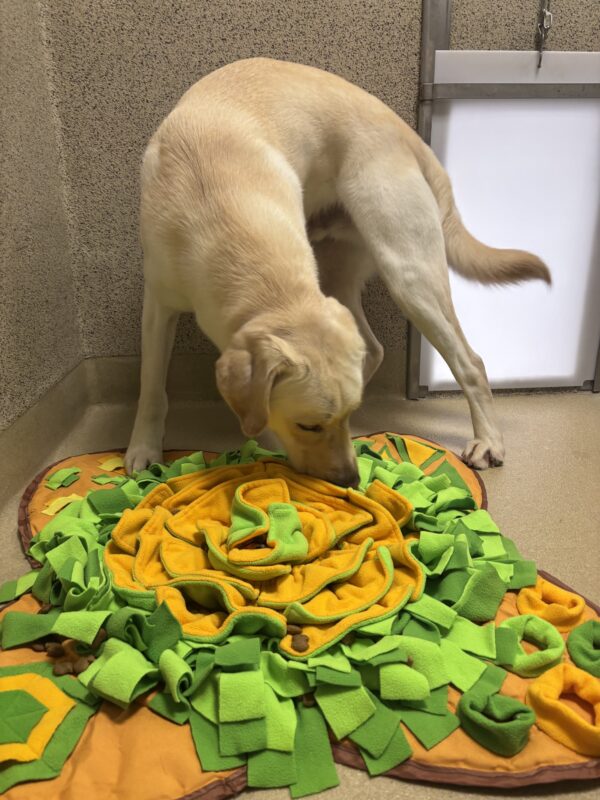 Vinny is actively enjoying a snuffle mat, kibble can be seen between green and yellow fabric.