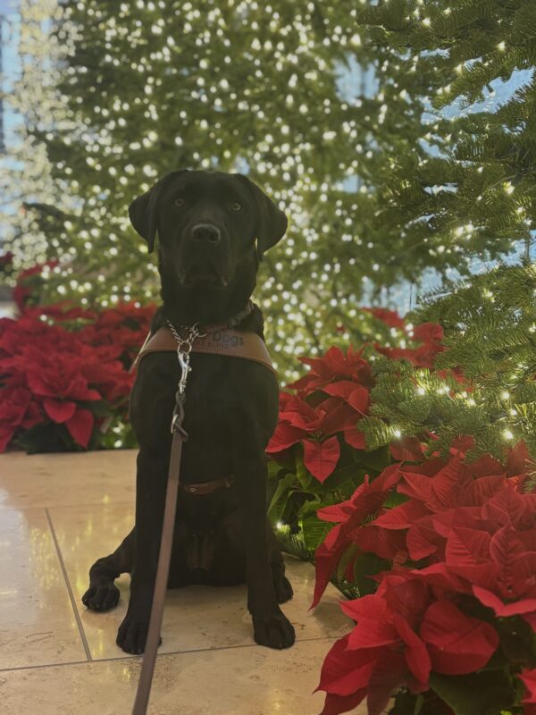 Flume sits in harness, looking at the camera, in front of holiday decor. Brightly light christmas trees surrounded by red poinsettias are blurred in the background.