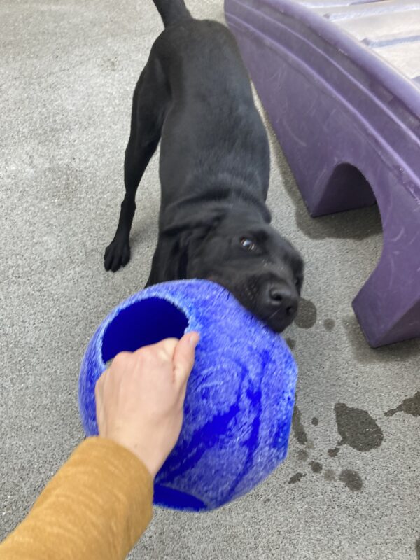 Flume, slightly blurred, actively plays with her handler with a blue jolly ball.