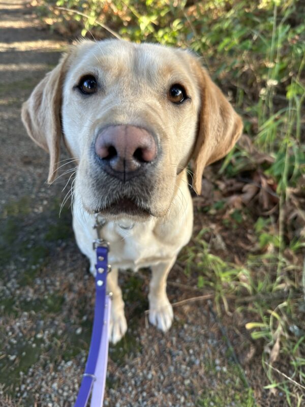 Jordana sits on a gravel walking path with green plants behind her. Her beautiful brown eyes are looking up into the camera.