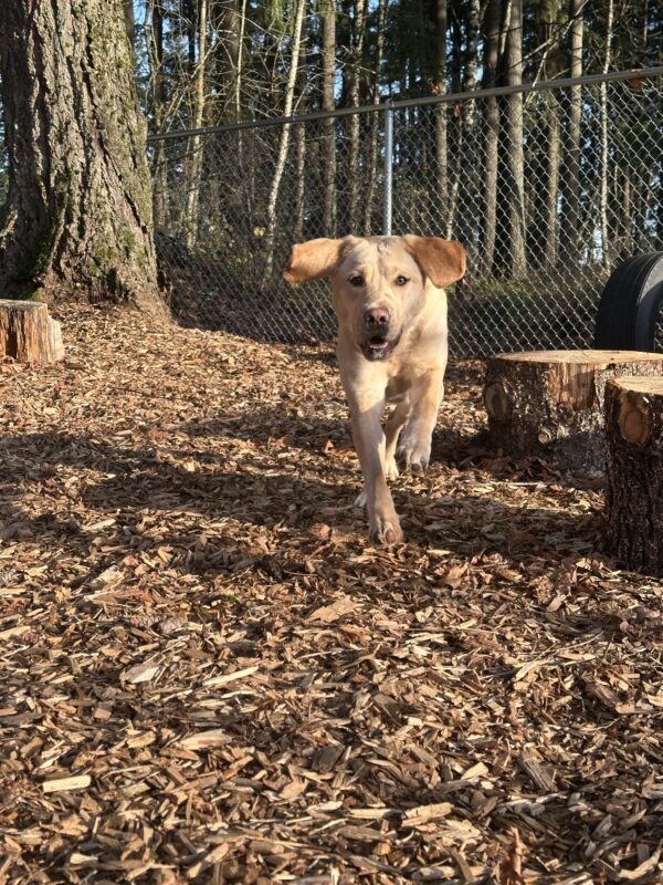 Jordana runs towards the camera in a bark chip play yard with a smile on her face. Her front feet are off the ground and her ears are bounding up in the air.